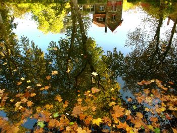 Reflection of trees in water
