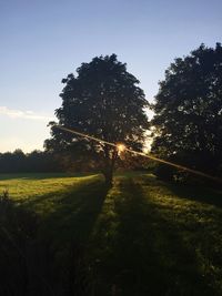 Trees on grassy field