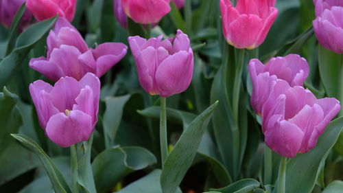 Close-up of pink flowering plants