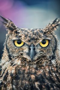 Close-up portrait of owl