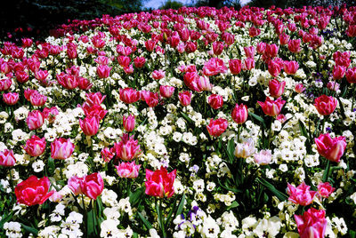 Close-up of pink flowering plants on field