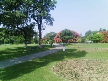 Trees in park against sky