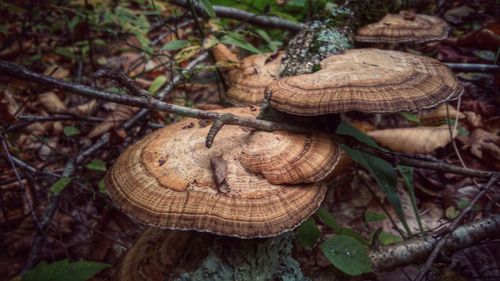 Close-up of tree trunk in forest