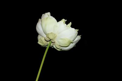 Close-up of white flower over black background