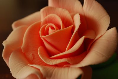 Close-up of hand holding rose