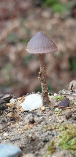 Close-up of mushroom growing on field