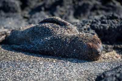 Galapagos sea lion pup asleep on sand