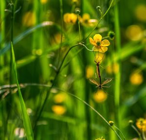 Close-up of yellow flowering plant