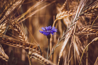 Close-up of purple flowering plants on field