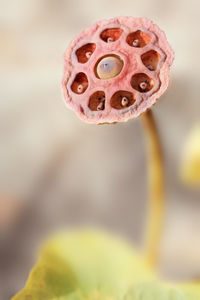 Close-up of fresh white flower