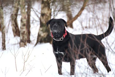 Portrait of dog on snow field