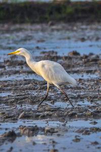 Side view of a bird in water