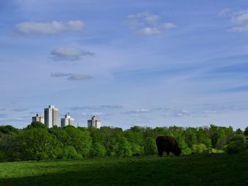 View of sheep grazing in field