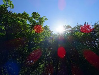 Low angle view of trees in forest against sky