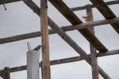 Low angle view of bird perching on wood against sky