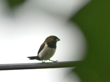 Close-up of bird perching outdoors