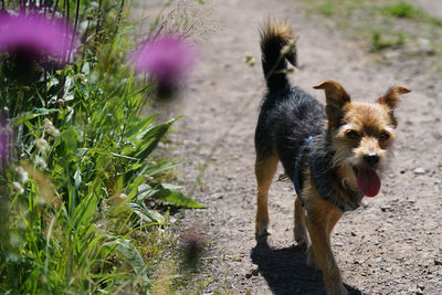 View of dog walking on field