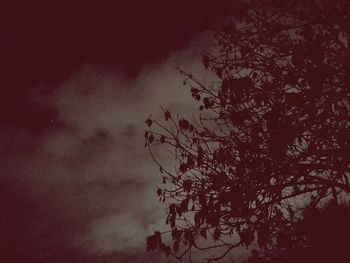 Low angle view of silhouette tree against sky at night