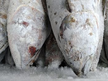 Close-up of ice cream