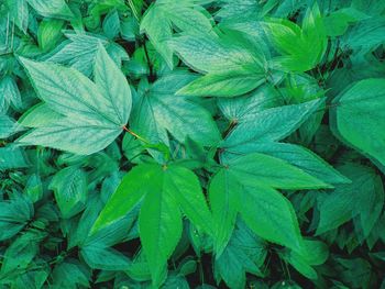 Full frame shot of green leaves