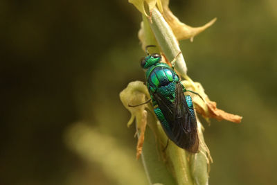 Close-up of insect on leaf