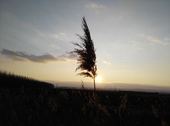 Plants on field against sky at sunset