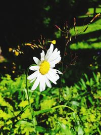 Close-up of white flowering plant