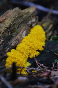 Close-up of yellow moss on wood