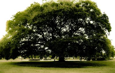 Scenic view of landscape