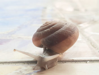 Close-up of snail on land