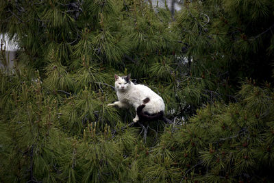 Cat on the pine tree