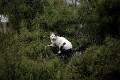 Cat on the pine tree