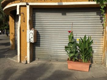 Potted plants growing outside building