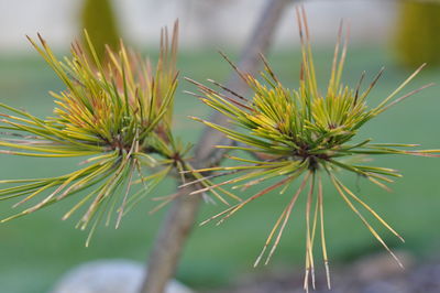 Close-up of pine cone on plant