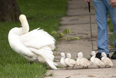 Swans on the water