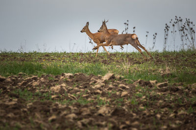 Wild deer on a field in springtime.