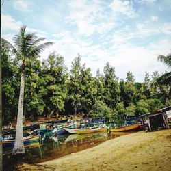 Scenic view of palm trees against sky