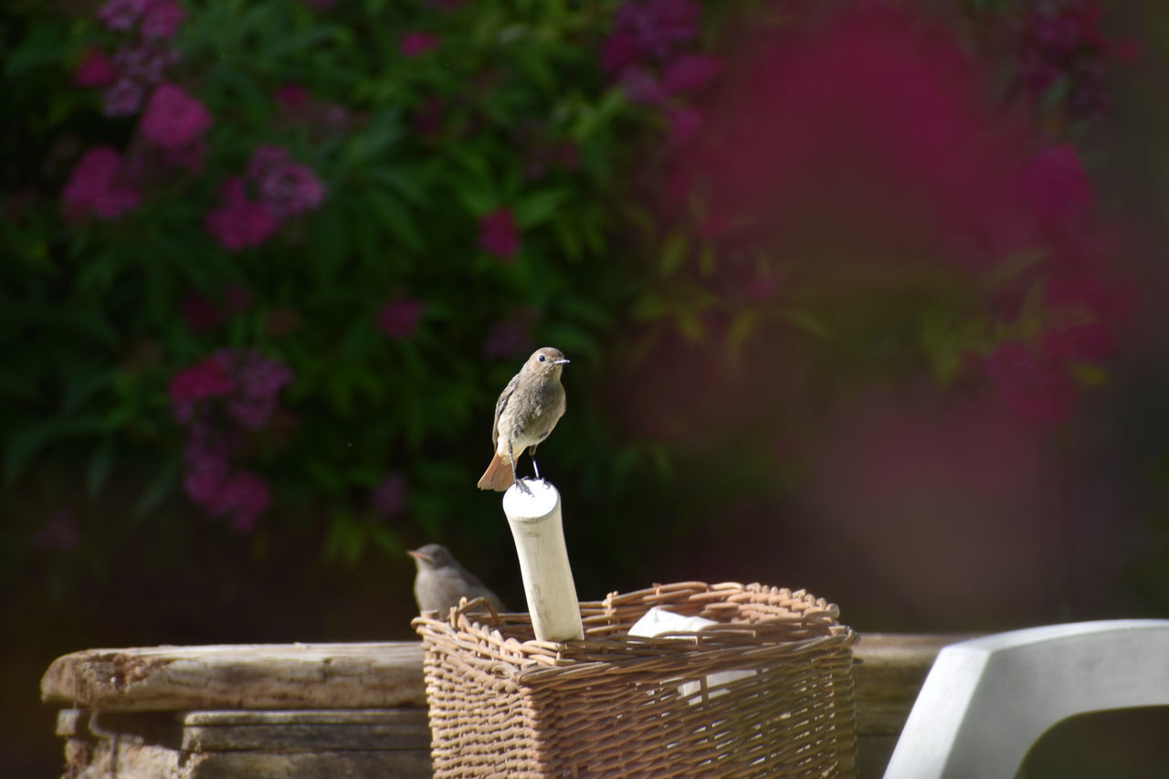 basket, picnic basket, bird, animal, container, animal themes, nature, wicker, animal wildlife, no people, flower, one animal, plant, flowering plant, wildlife, focus on foreground, outdoors, food and drink, perching, day, wood, food, beauty in nature, freshness, seat