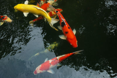 High angle view of koi carps swimming in pond