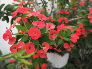 Close-up of red flowering plants