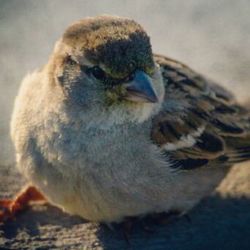 Close up of a bird