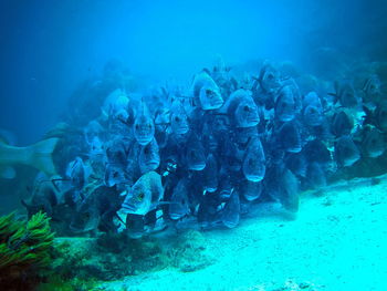 Fish swimming in sea