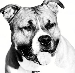 Close-up portrait of dog