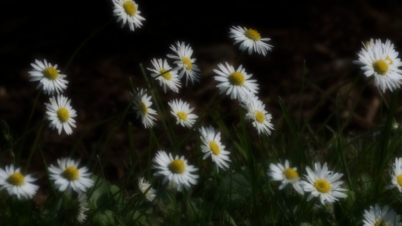 CLOSE-UP OF DAISY FLOWERS ON FIELD