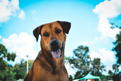 Close-up portrait of a dog