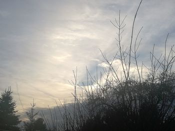 Low angle view of silhouette plants on field against sky