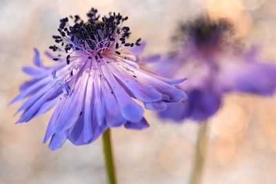 Close-up of purple flowering plant