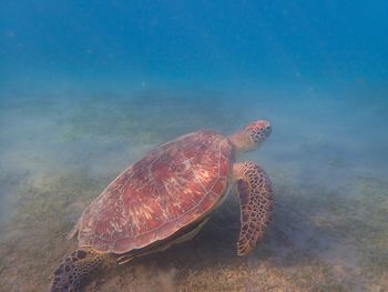 turtle