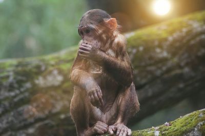 Monkey sitting outdoors