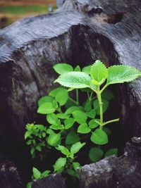 Close-up of plant